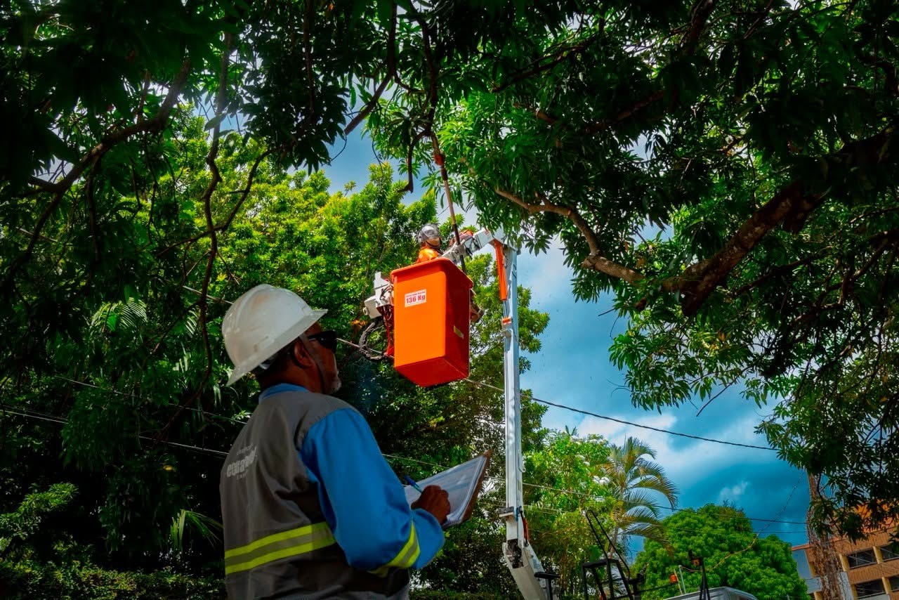 Poda de árvores exige cuidados para evitar acidentes com a rede elétrica